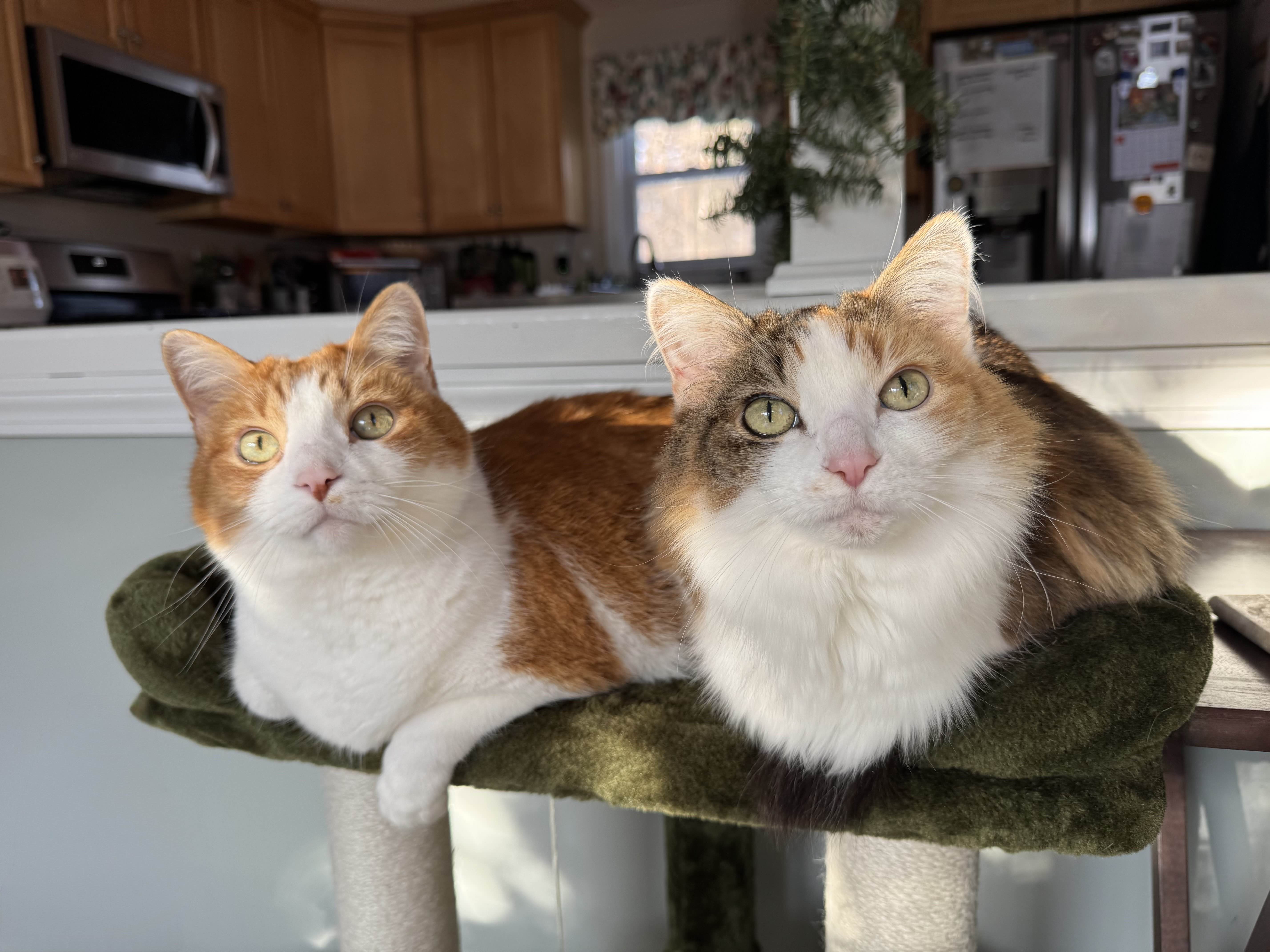 Coming Soon with a cute cat